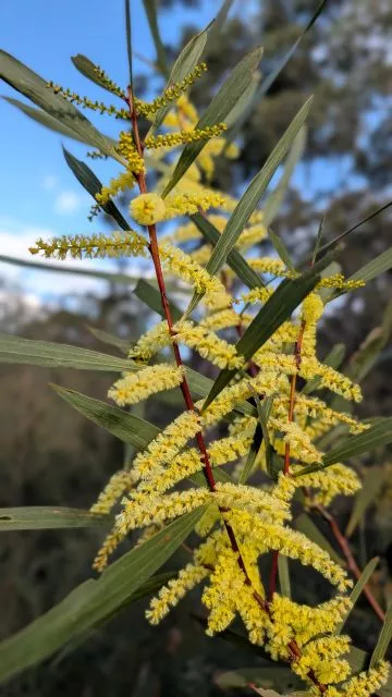 A close-up portrait of bright yellow wattle blossoms and slender green phyllodes against a blue sky on the Burraga Track in Bidjigal Reserve