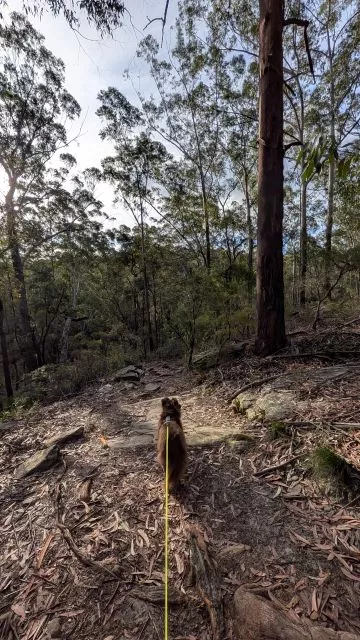 Monte on a leash walking down a leaf-strewn forest slope back toward the gully junction on the Burraga Track in Bidjigal Reserve