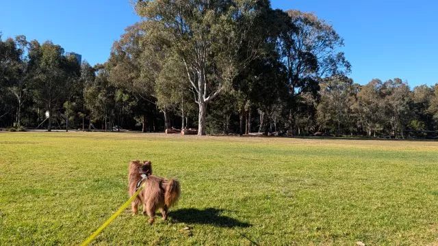 Miniature American Shepherd Monte on a leash looking out over a wide expanse of green lawn and mature trees at Parramatta Park.