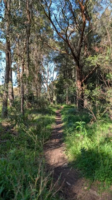 A narrow, winding dirt walking track shaded by tall eucalyptus trees and surrounded by green undergrowth at Parramatta Park.
