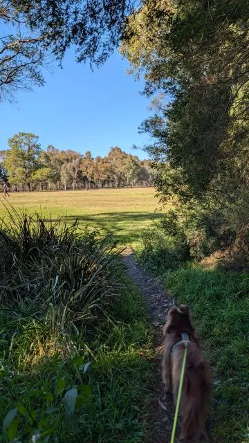 Miniature American Shepherd Monte on a leash walking along a shaded dirt path leading out toward a sunlit grassy field at Parramatta Park.
