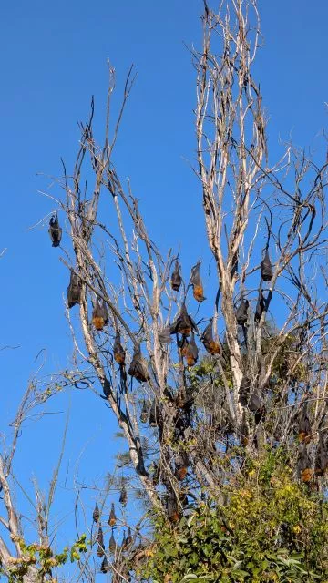 A colony of native Grey-headed Flying-foxes hanging upside down from the branches of a bare tree against a clear blue sky at Parramatta Park.