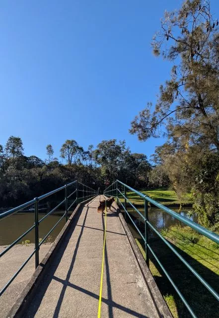 Miniature American Shepherd Monte on a leash crossing a pedestrian bridge over the river at Parramatta Park under a bright blue sky.