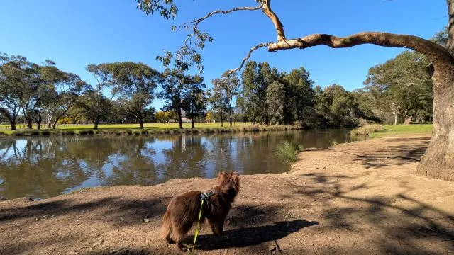 Miniature American Shepherd Monte on a leash standing by the riverbank watching ducks swim on the water at Parramatta Park.