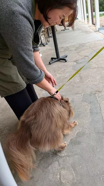 A woman bending down to pet Monte, her brown Miniature American Shepherd, on the veranda at Havenstone Cafe.