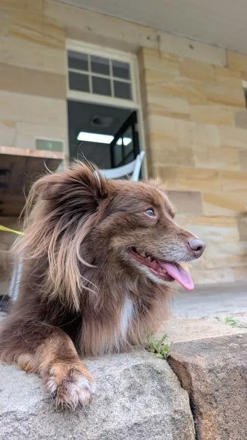 Monte, a brown Miniature American Shepherd, resting happily on sandstone blocks outside Havenstone Cafe.