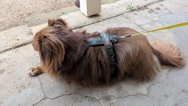 A brown Miniature American Shepherd wearing a green harness and resting on concrete while out on a walk.