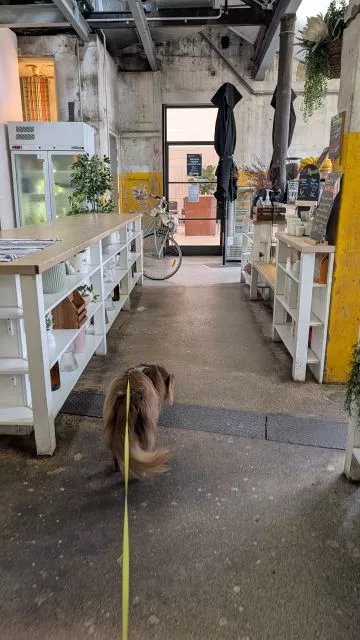 Monte walking on a lead down the indoor corridor of Havenstone Cafe past white shelving units and a decorative bicycle.