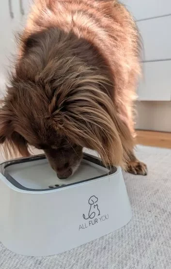 Monte the Miniature American Shepherd drinking from the All Fur You floating plate water bowl, showing how the design keeps his ears and muzzle in check.