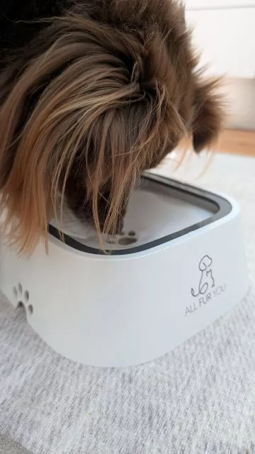 Monte drinking from the All Fur You floating plate water bowl, clearly showing the side paw-shaped grip cutout and how the floating disc responds while he drinks.
