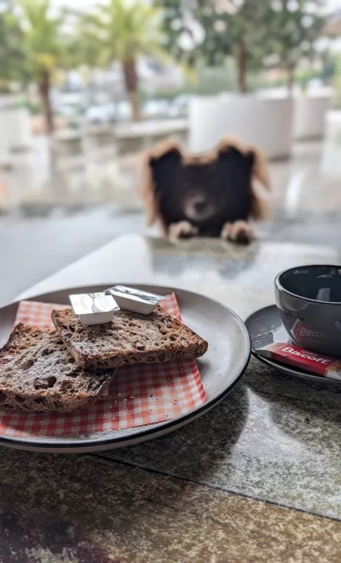 A plate of light focaccia-style raisin toast with butter portions and a black coffee cup on a table, with Monte sitting softly out of focus in the background.