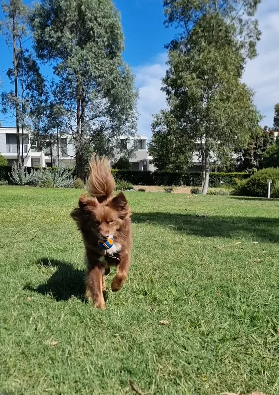 Monte the brown Miniature American Shepherd running across a sunny green grass field with a ball in his mouth.