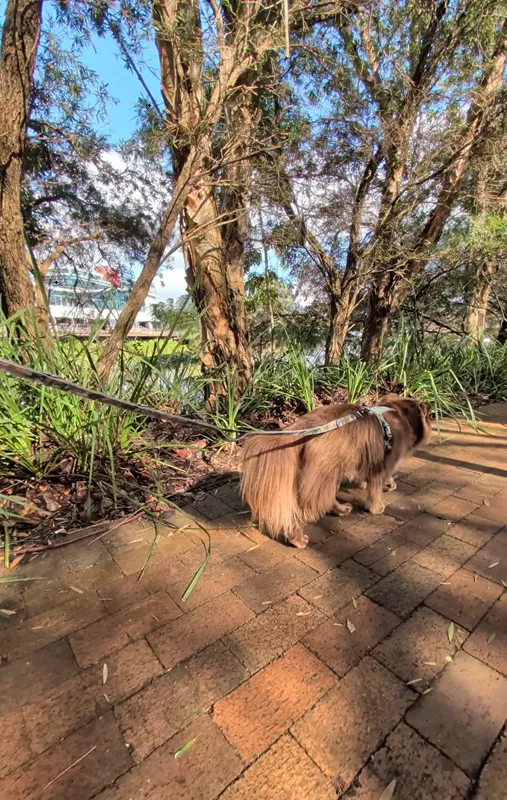 Monte walking on a brick pathway beneath mature trees beside the lake, with a camouflage lead extending back.