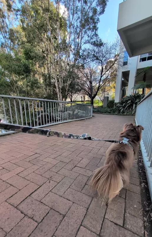 Rear view of Monte walking on a paved brick path beside a white metal railing, with a camouflage lead extending across the frame and mature trees in the background.