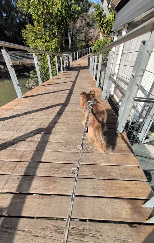 Rear view of Monte walking ahead across a wooden plank boardwalk bridge, with a camouflage lead extending forward and metal railings lining the path.
