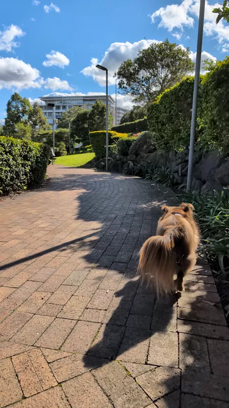 Rear view of Monte walking ahead along a paved brick pathway lined with manicured hedges and modern light poles under a blue sky with scattered clouds.