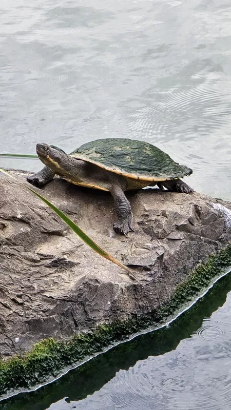 An Australian freshwater turtle resting on a grey rock at the water's edge of the Norwest lake loop.