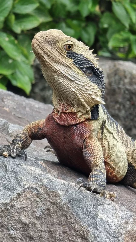 An Australian water dragon with a reddish chest resting on grey rocks along the Norwest lake loop.
