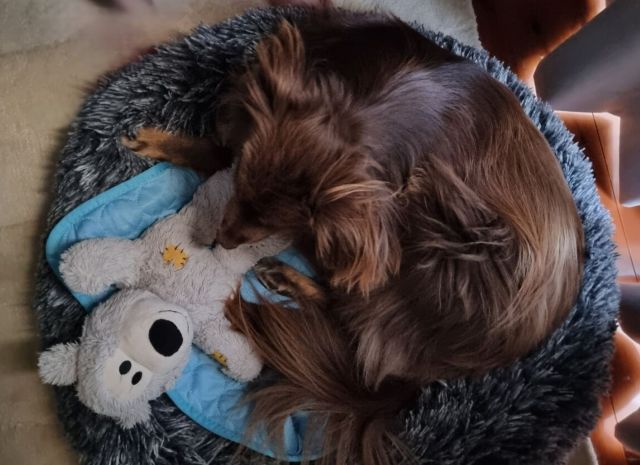 An overhead view of an adult brown and tan Miniature American Shepherd curled up asleep in a fluffy, dark grey shaggy Pawz calming donut dog bed, resting next to a light blue mat and his favourite plush companion toy.
