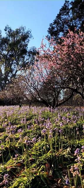 Dense field of purple bluebells carpeting the ground beneath blossoming pink spring trees and dark woodland fencing under a clear blue sky.