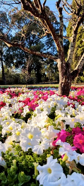 Vibrant pink, magenta, and white petunias blooming beneath historic ornamental trees at Wistaria Gardens in Parramatta Park