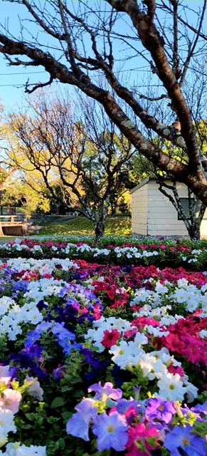 Dense rows of vibrant purple, blue, red, and white petunias flowering in the foreground beneath bare orchard trees and a white garden cottage.
