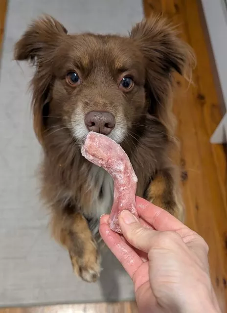 A chocolate Miniature American Shepherd sits attentively on an indoor runner, looking up eagerly as a hand offers a raw frozen chicken neck.
