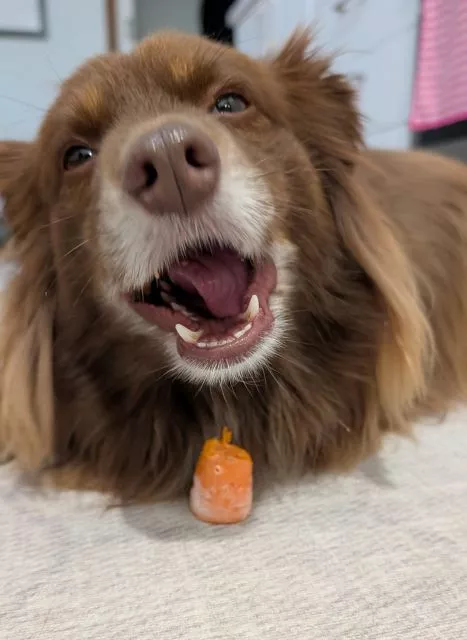 A chocolate Miniature American Shepherd named Monte lies down with an open-mouth grin next to a small piece of carrot on the rug.