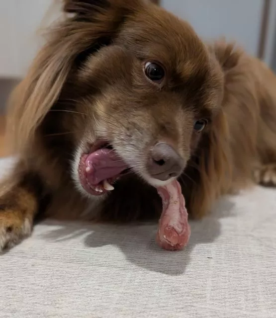 A long-haired, chocolate Miniature American Shepherd, Monte, lies down chewing a raw frozen chicken neck for natural dental care.