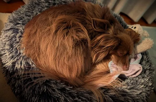 Monte the male Miniature American Shepherd tightly curled up and sleeping in his dark grey Pawz Calming Donut Bed.