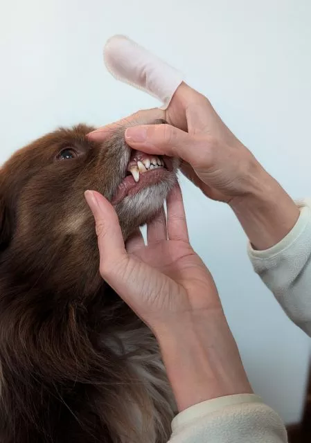Alt Text: A woman gently lifts the upper lip of a chocolate Miniature American Shepherd named Monte to reveal his teeth while wearing a white microfibre dental finger sleeve.