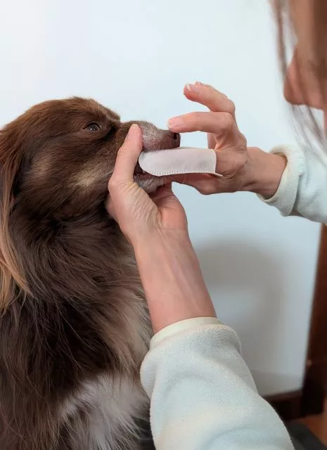 A woman gently wipes the teeth of a chocolate Miniature American Shepherd named Monte using a soft white microfibre dental finger cloth.
