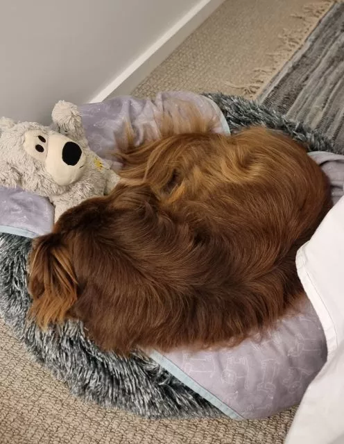Monte the male Miniature American Shepherd curled up fast asleep in his dark grey Pawz Calming Donut Bed alongside his soft toy.