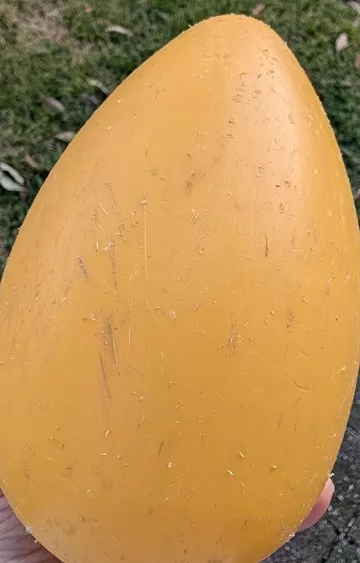 Close-up of a yellow 8-inch Jolly Egg dog toy showing rough, scratched, and nibbled plastic surface damage from months of dog play.