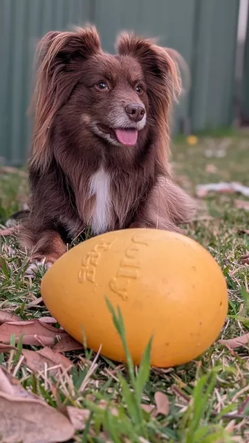 Monte, a brown Miniature American Shepherd, posing next to his yellow 8-inch Jolly Egg dog toy in the garden.
