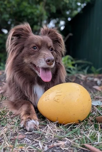 A brown Miniature American Shepherd named Monte lying in the grass next to a yellow 8-inch Jolly Egg dog toy in a backyard.