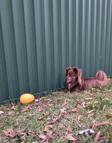 Monte, a male Miniature American Shepherd, lying down next to a yellow 8-inch Jolly Egg dog toy near a green Colorbond fence in the backyard.