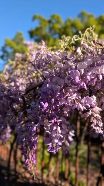 Lush clusters of purple wisteria blossoms hanging from garden shrubs and trellises with warm morning sunlight glowing in the background.