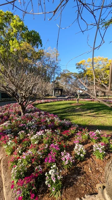 Curved garden bed filled with colourful pink, red, and white dianthus flowers sweeping around a lush green lawn beneath ornamental trees at Wistaria Gardens.