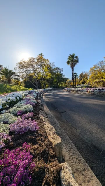 Low-angle view of a paved pathway curving into Wistaria Gardens, lined with sandstone kerbing and purple, pink, and white alyssum flower beds under morning sunlight.