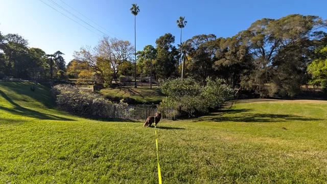 Brown Miniature American Shepherd on a long yellow lead walking across a sloping green lawn toward the riverbank and mature trees at Wistaria Gardens.