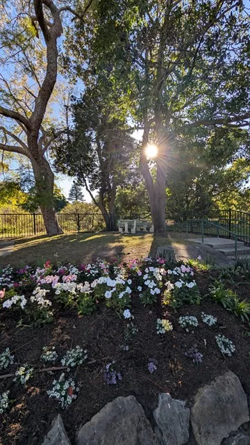 Ground-level view of a sunlit asphalt pathway curving through Wistaria Gardens, bordered by sandstone kerbing, pink and purple alyssum blooms, and tall palm trees under a bright blue sky.