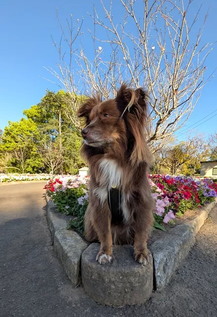 Brown Miniature American Shepherd sitting on a stone garden border in front of colourful pink and white spring petunia beds at Wistaria Gardens.