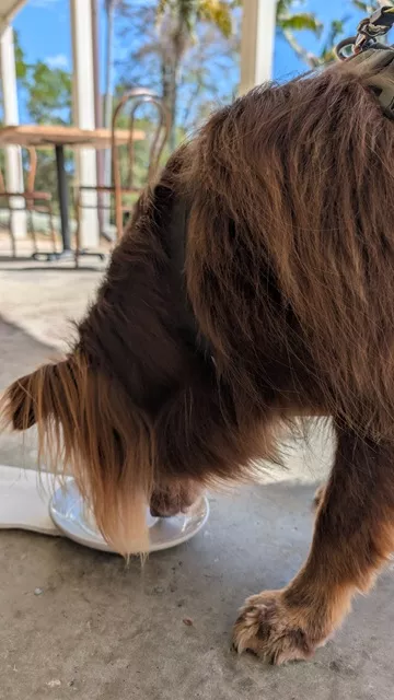 Brown Miniature American Shepherd eating from a small white plate on the floor of an outdoor covered cafe verandah.