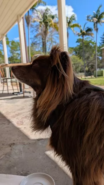 Brown Miniature American Shepherd sitting beside an outdoor cafe table on a sunny covered verandah overlooking palm trees and lawn.