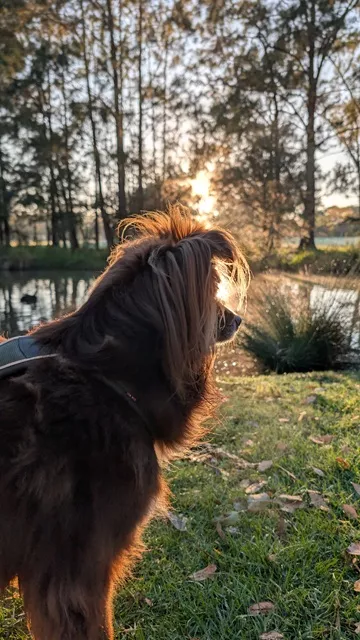 Brown Miniature American Shepherd bathed in golden morning rim light, looking out across the pond and tall trees at Wistaria Gardens.