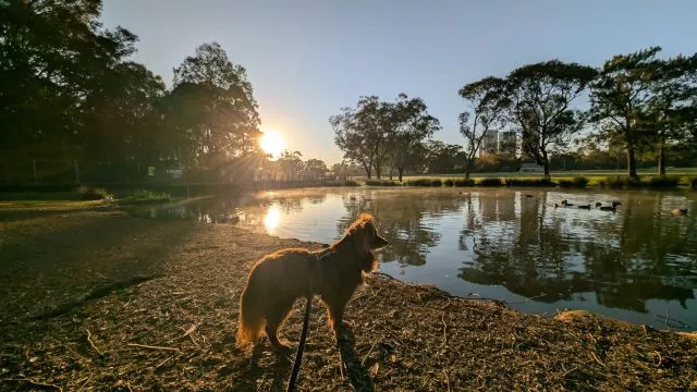 Brown Miniature American Shepherd standing on the riverbank watching wild ducks swim across a misty pond as the morning sun rises through the trees