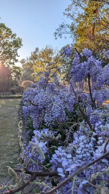 Lush clusters of purple wisteria blossoms hanging from garden shrubs and trellises with warm morning sunlight glowing in the background.