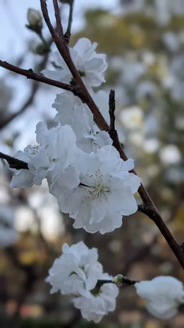 Close-up of delicate white spring blossoms flowering along dark tree branches with a soft blurred garden background.