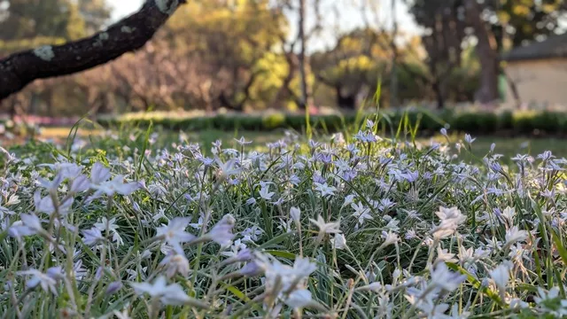 Low-angle close-up of tiny pale purple and white star-shaped flowers carpeting the green lawn beneath garden trees in morning light.